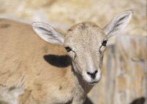 Yaban koyunlarına 'aşı' koruması