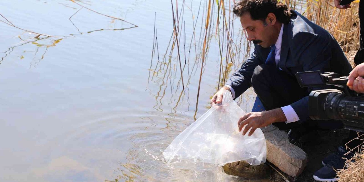 Eskişehir’de 903 bin adet yavru sazan balığı salımı yapıldı