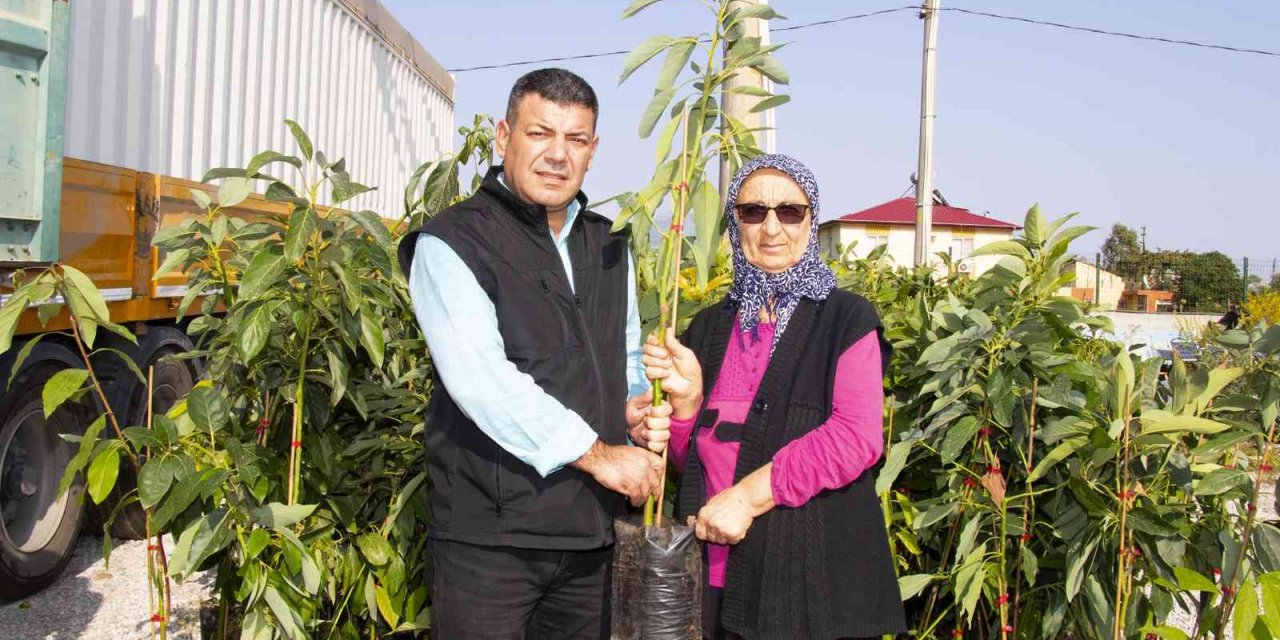 Mersin’de avokado fidanı dağıtımının ikinci etabı tamamlandı