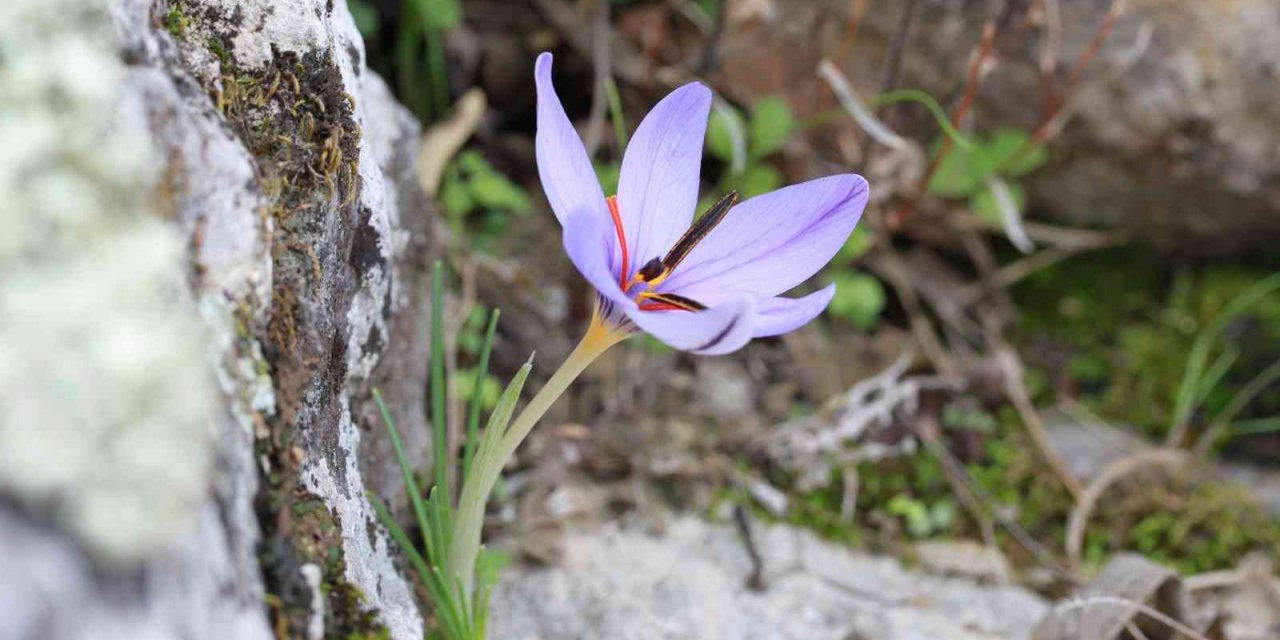 Dünyada sadece Antalya’da bulunan Olimpos safranı tehlike altında