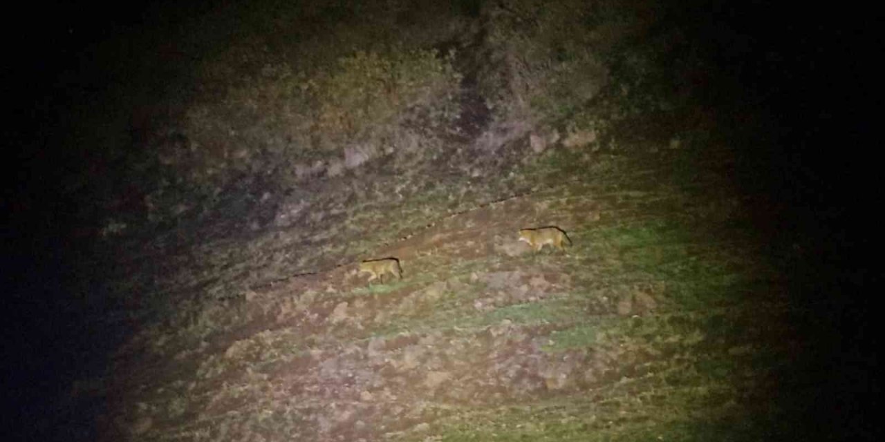 Kaplıca keyfine kurt sürüsü molası