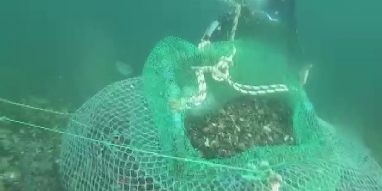 Beykoz’da kaçak avladıkları 1 ton midyeyi denizin 7 metre derinliğine sakladılar