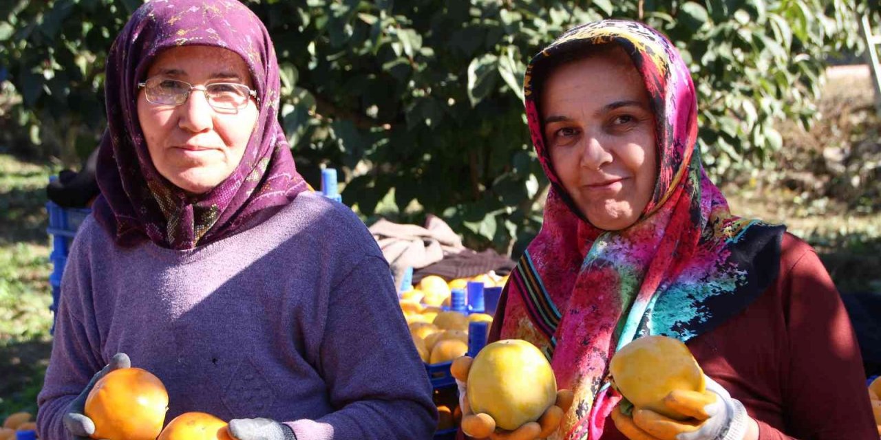 Bilecik ülkemizin ’Cennet Hurması’ ihtiyacının yüzde 35’ini karşılıyor