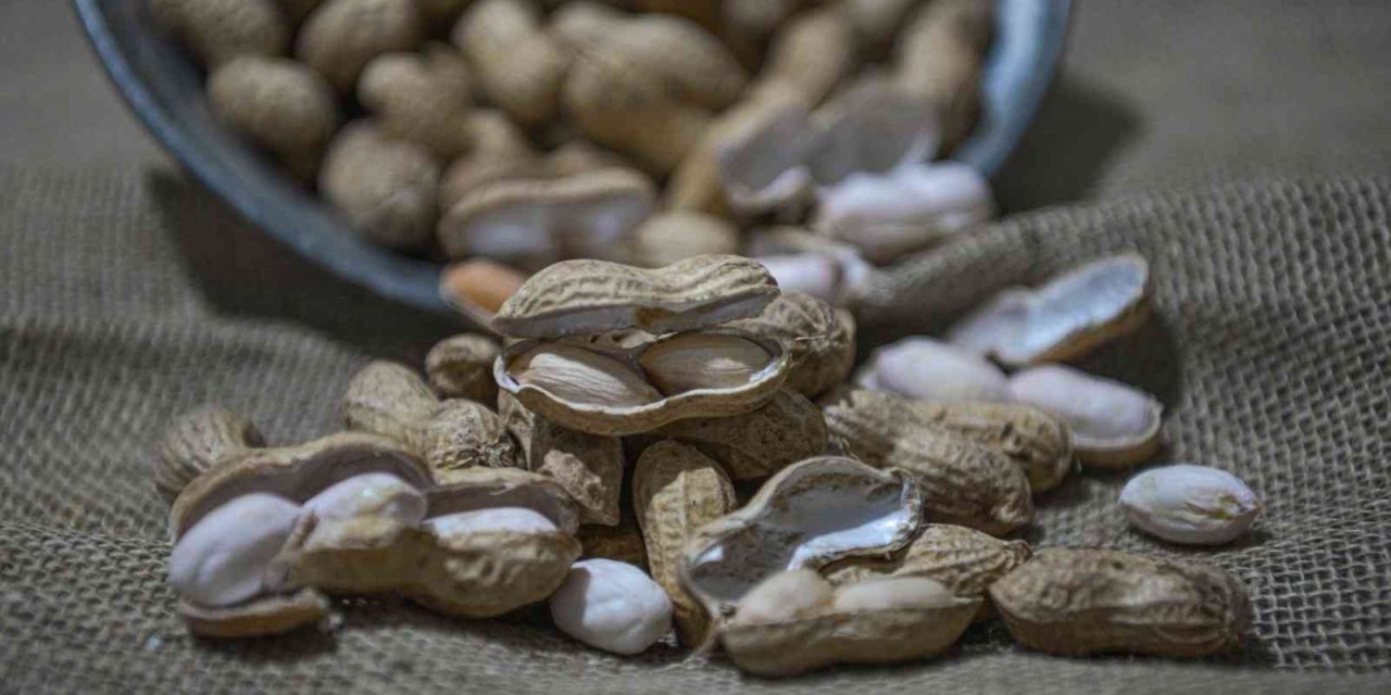 Kayseri’de bir ilk: yer fıstığı üretildi