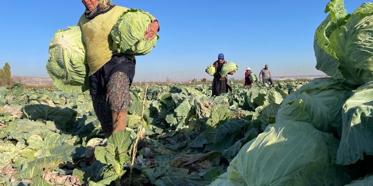 Kışlık lahanaların toprak mesaisi sona erdi