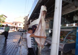250 kiloluk köpekbalığı görücüye çıktı