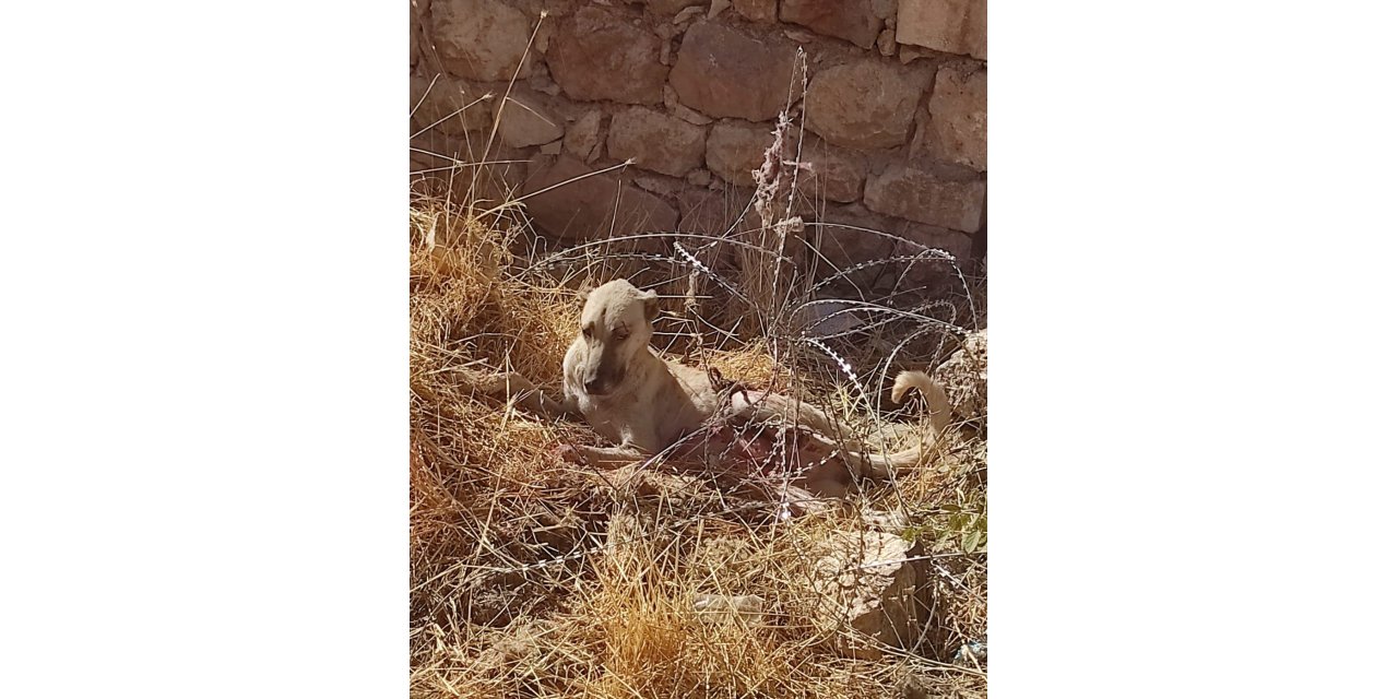 Jiletli tellere takılan köpek kurtarıldı