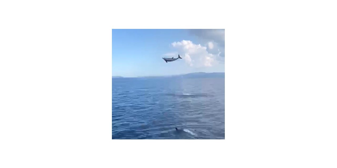 Muğla’da yunuslardan görsel şölen