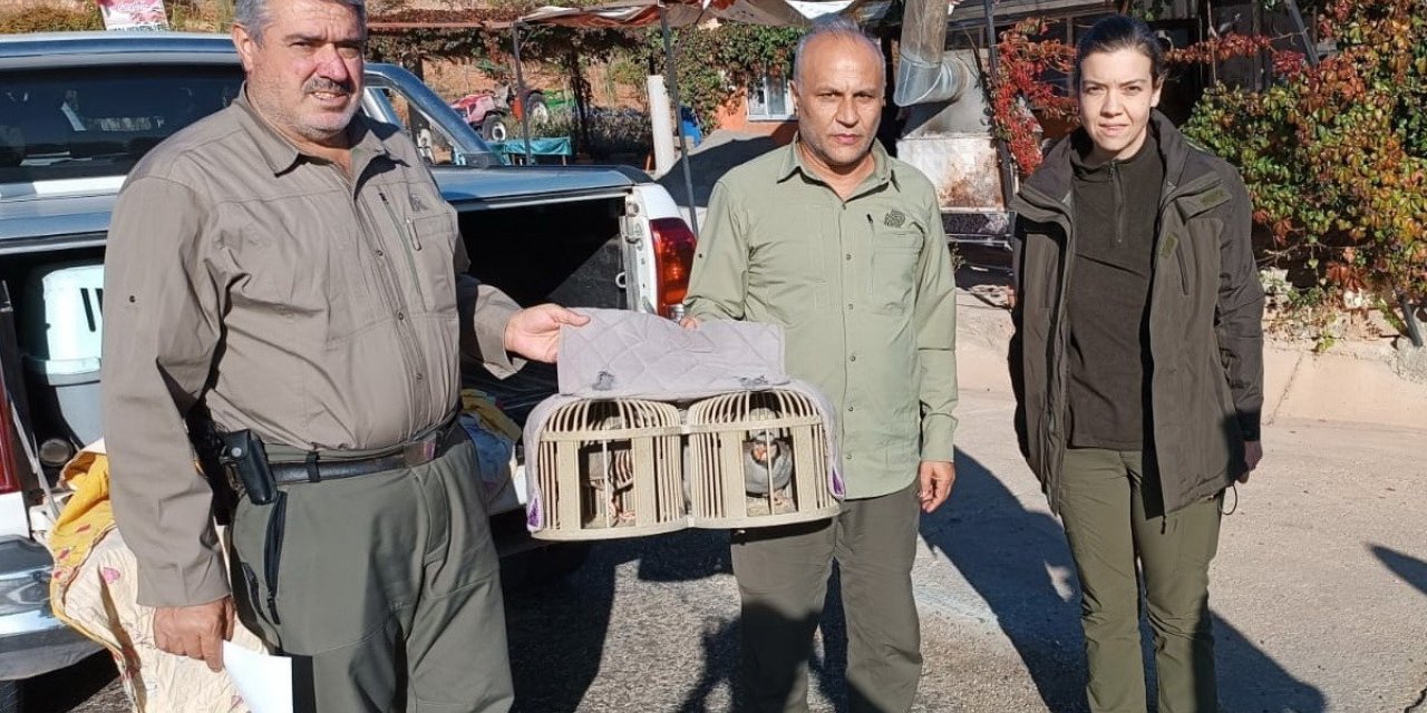 Kafes avcılarına göz açtırılmıyor