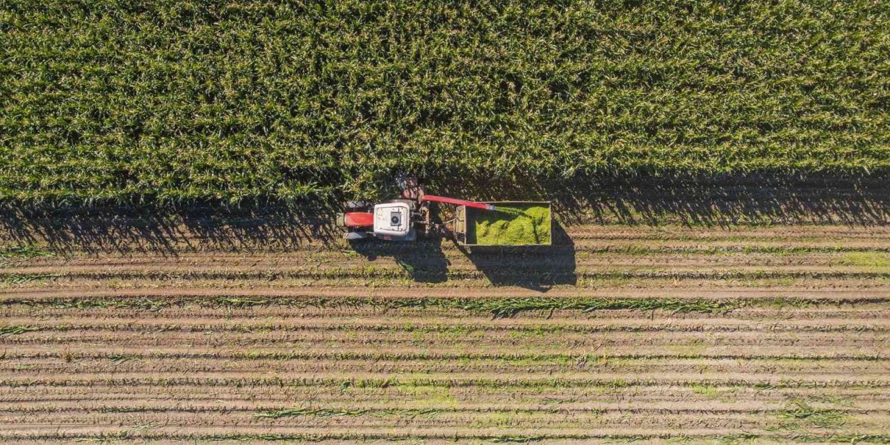Başkanın ektiği tarla hasat edildi