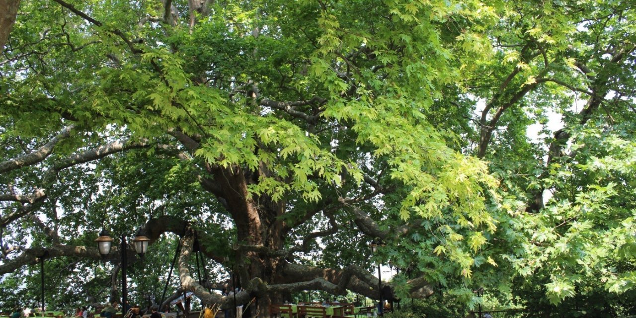 10 bin anıt ağaç koruma altında