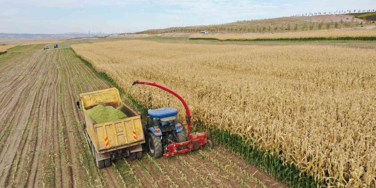 Tarım Kampüsü’nde yetiştirilen silajlık mısır hasadı yapıldı