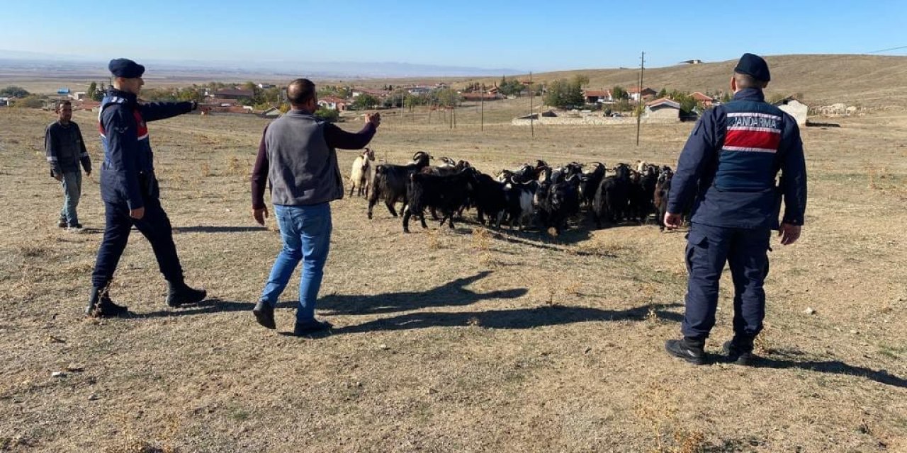 Kaybolan küçükbaş hayvanlar jandarma ekiplerince bulundu
