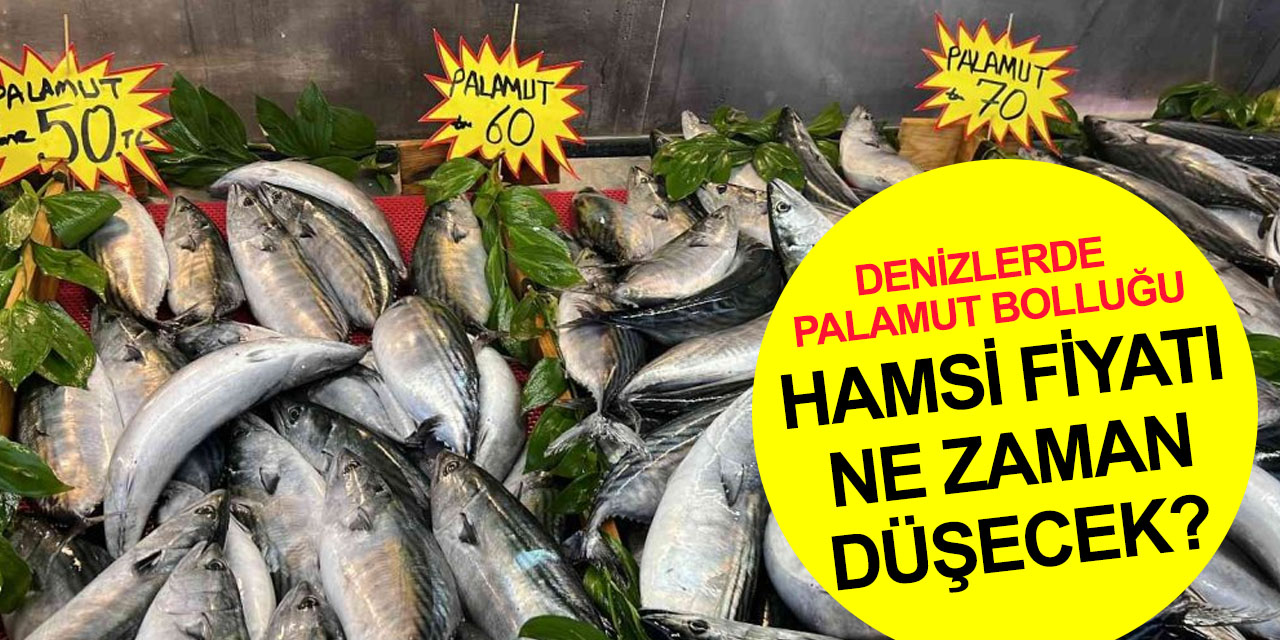 Denizlerde palamut bolluğu var! Hamside fiyatlar uçuşa geçti