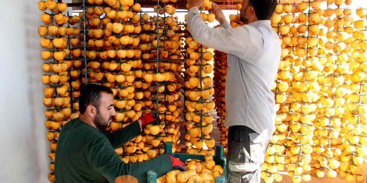 İplere dizilen altın sarısı hurmaların "kuruyemiş" yolculuğu başladı