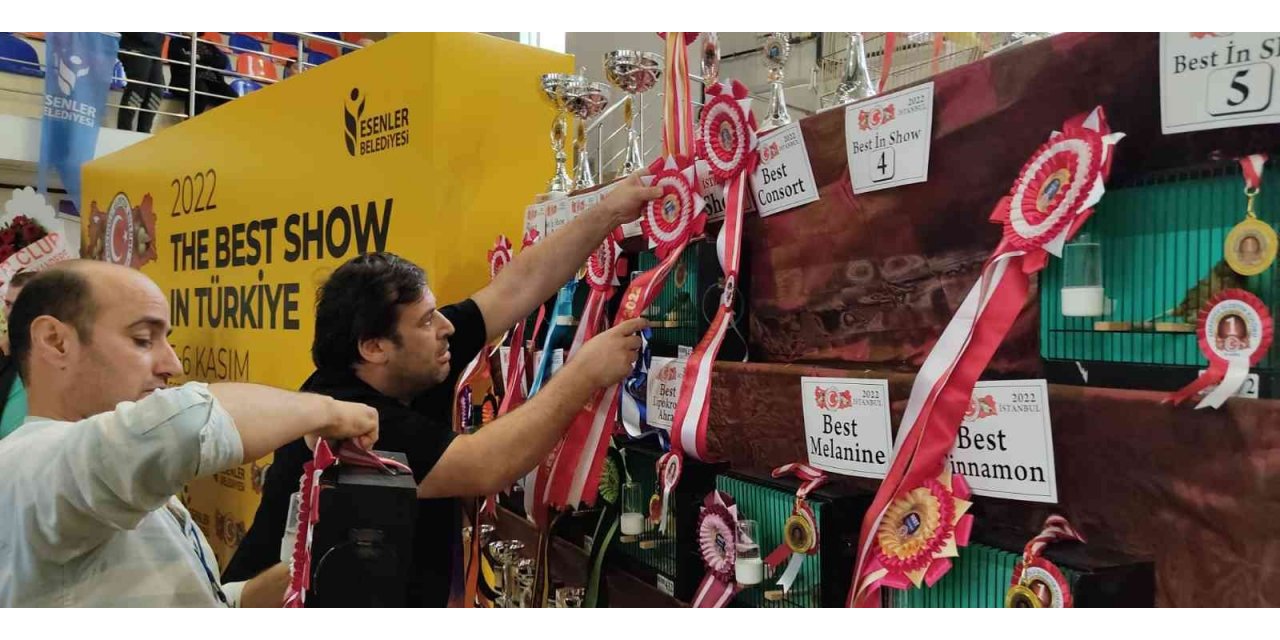 Kanaryalar güzellikleriyle yarıştı