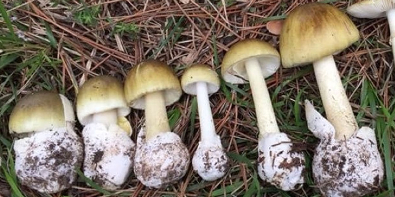 Ordu’da mantardan zehirlenen 1'i çocuk 6 kişi hastanelik oldu