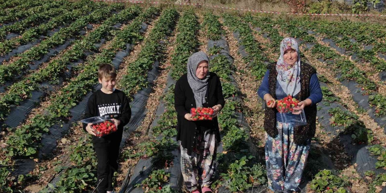 Köylü kadınların hayatı bir fide ile değişti...Köyün tamamı 7 ay çilek üretiyor