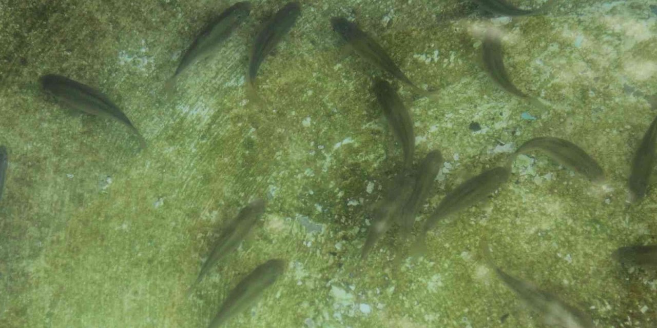 Balıkların yeni adresi atık su arıtma tesisi oldu