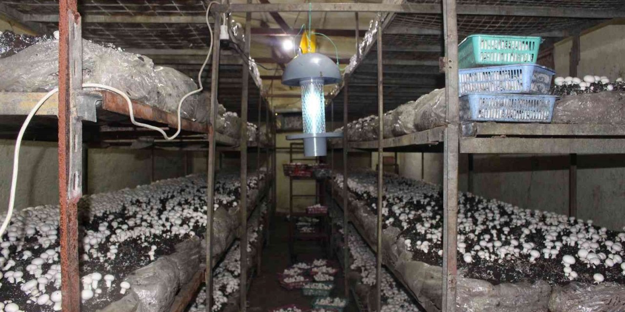Büyükşehirden,  mantar üreticisine ışıklı tuzak desteği