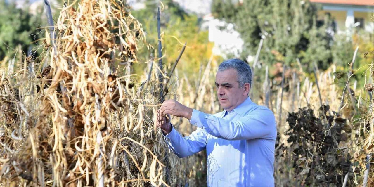 Konyaaltı örnek oldu, fasulyede üretim arttı