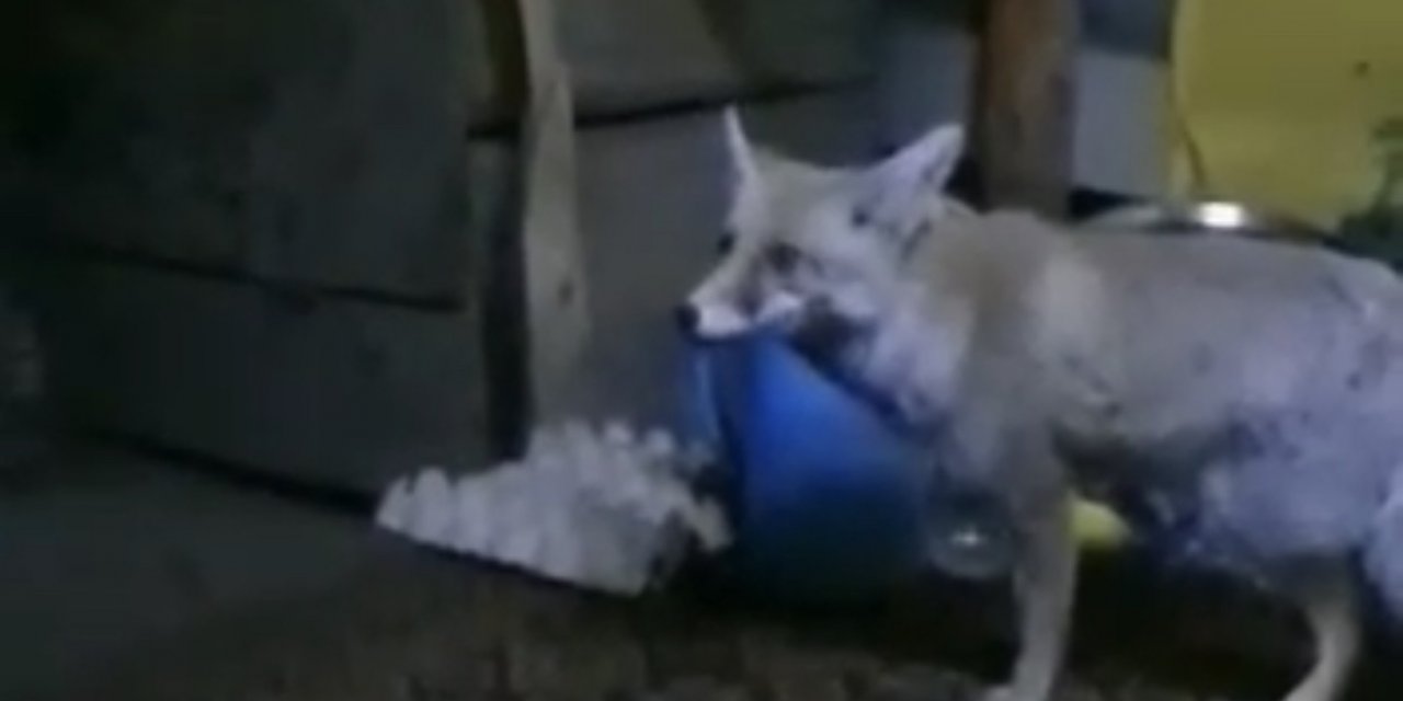 Osmaniye’de aç kalan tilki orman işçilerine sığındı