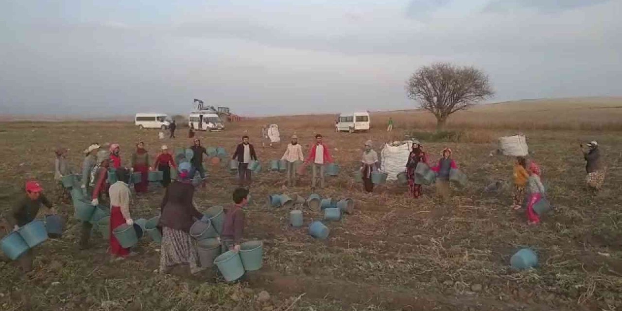 Kep atma değil, hasat sona erme töreni