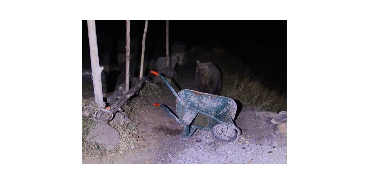 Piknikçilerin ayı ile imtihanı