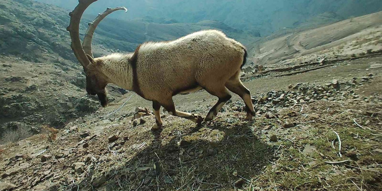 Adıyaman’da yaban hayatı fotokapana yansıdı