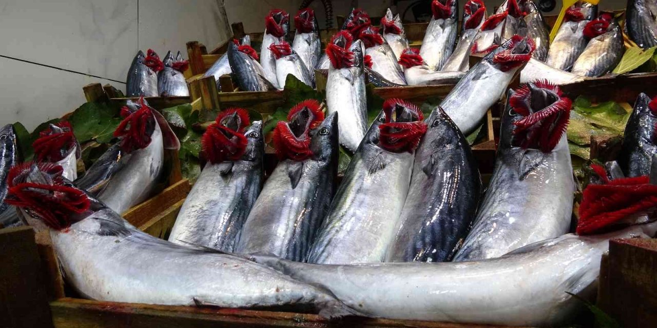 Palamudun bolluğu, hamsinin azlığına neden oldu