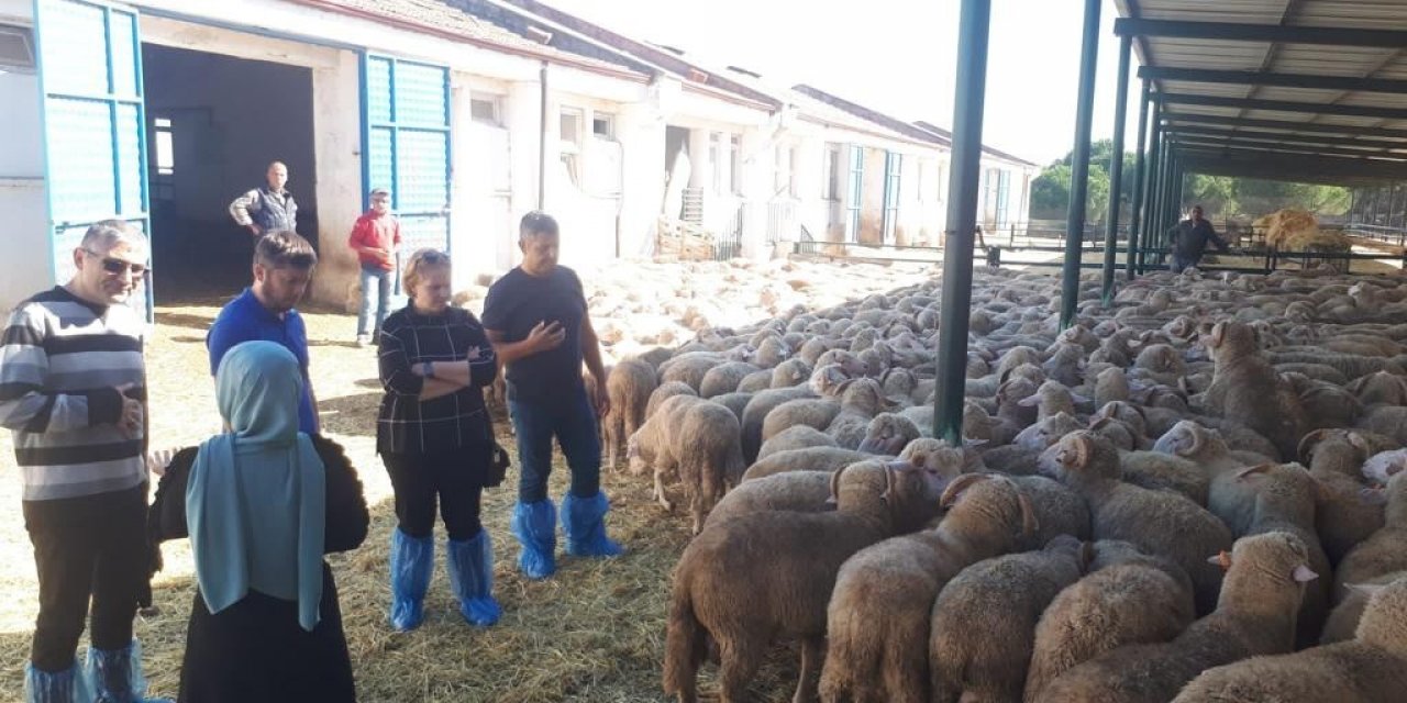 Manisa Büyükşehir damızlık koç desteğine hazırlanıyor