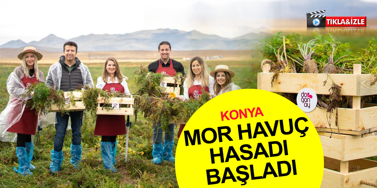 Konya’da mor havuç hasadı! Şalgam suyunun yolculuğu ünlü şeflerle başladı