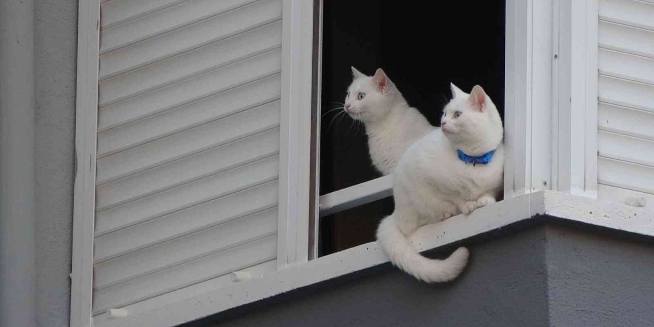 Cama çıkan kediler polisi ve itfaiyeyi alarma geçirdi