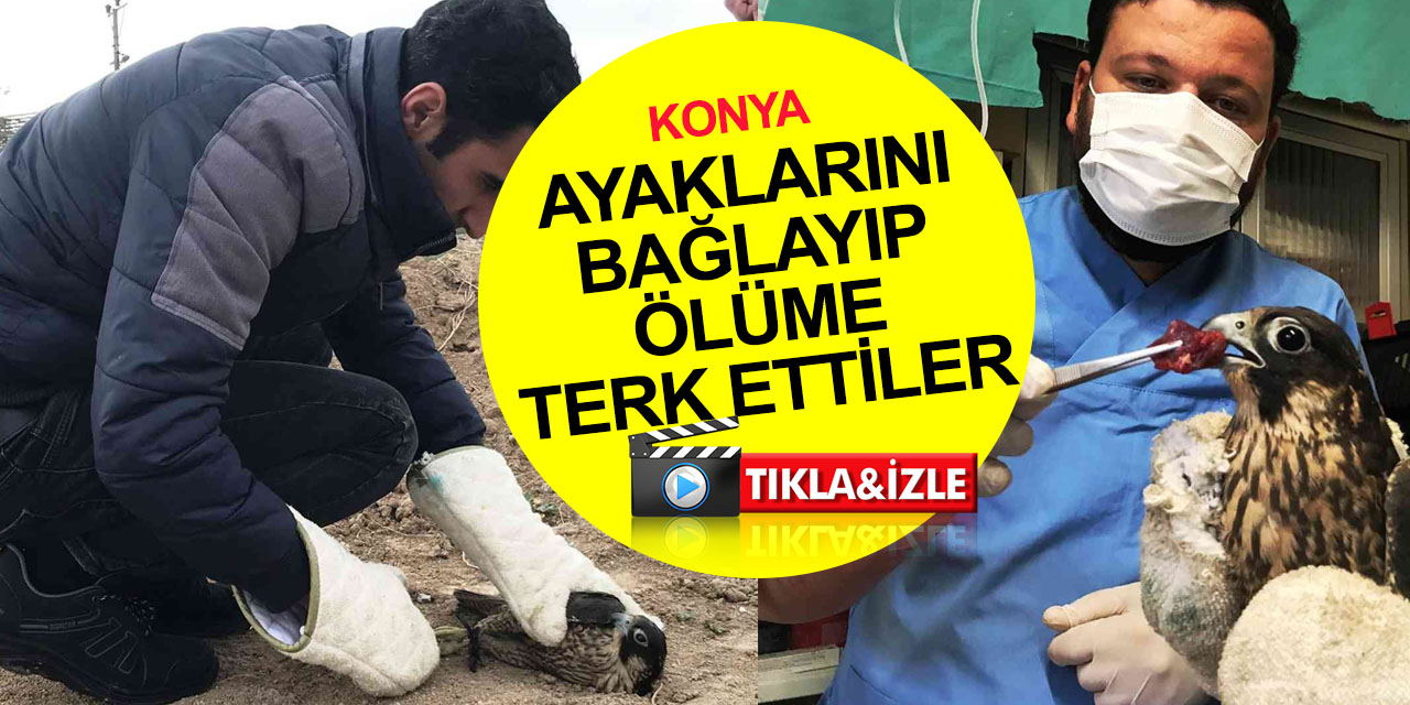 Konya'da polisler arazide ayakları bağlı doğan buldu! Ekipler vicdansız şahısları arıyor