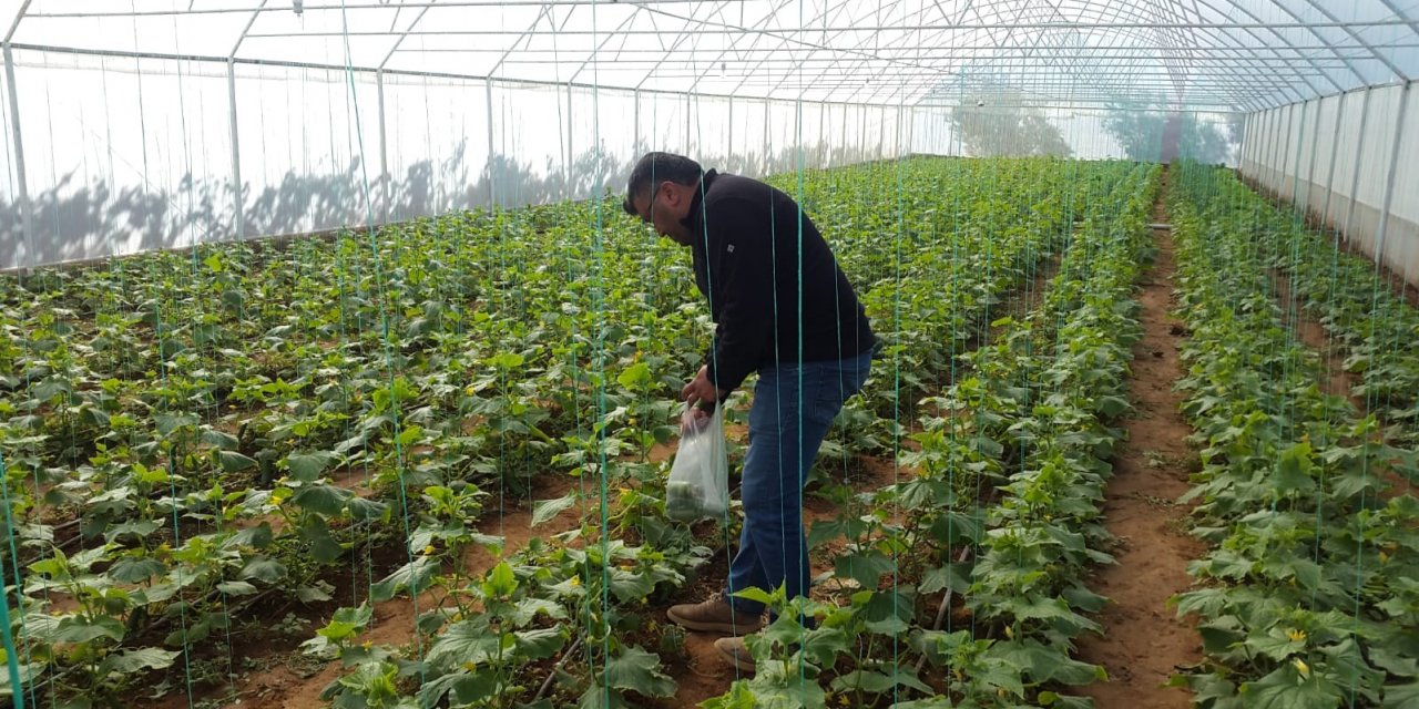 Genç girişimci evinin bahçesine kurduğu serada ürünlerini almaya başladı