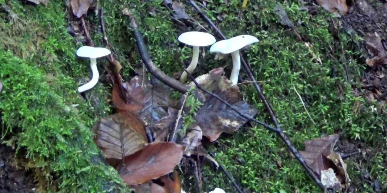 "Mantar" deyip geçmeyin, organ yetmezliğine kadar götürüyor