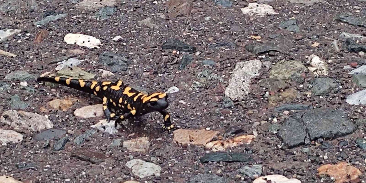 Adıyaman’da sarı benekli semender görüldü