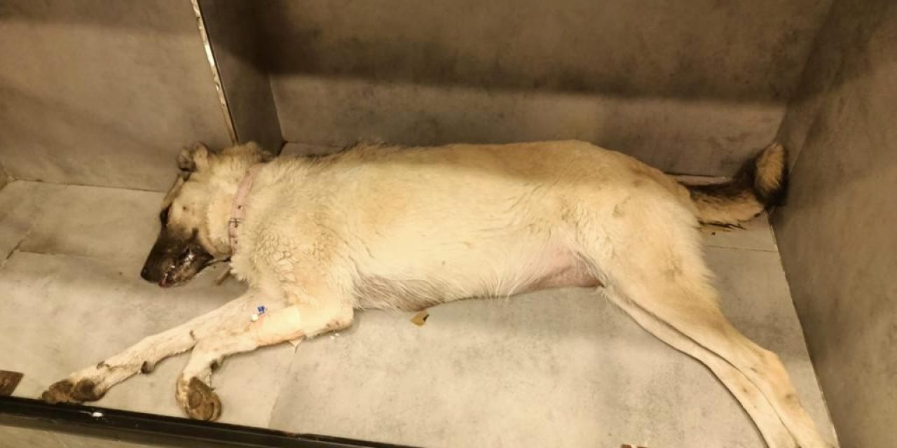 10 yavrunun annesi olan köpeğin zehirlenerek öldürüldüğü öne sürüldü