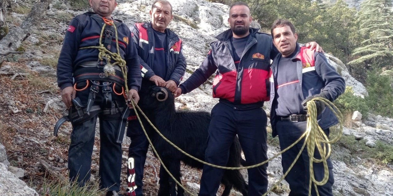 Kayalıklarda mahsur kalan 7 keçi kurtarıldı