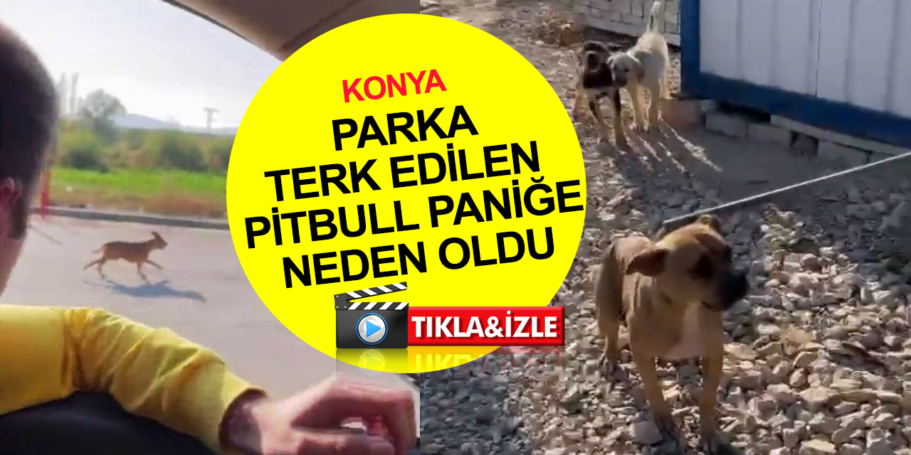 Konya'da okul çevresinde başıboş pitbull köpek paniği! Sokağa terk eden şahsa 50 bin liraya yakın ceza kesildi