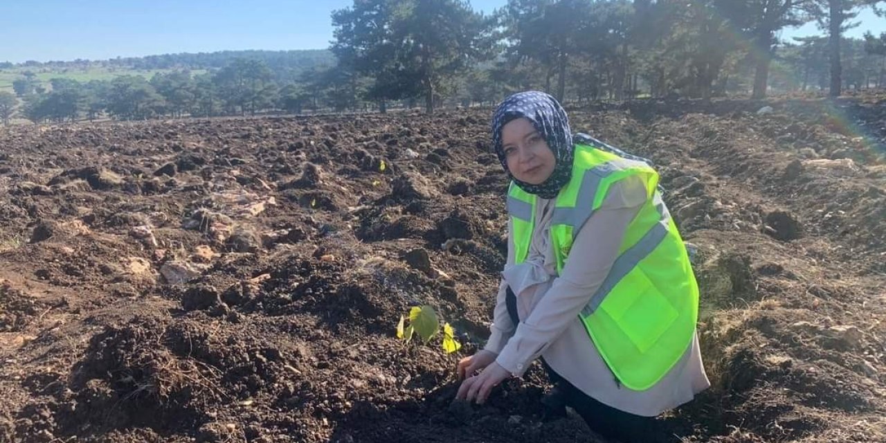 Tohumlar fidana, fidanlar Seyitgazi’ye