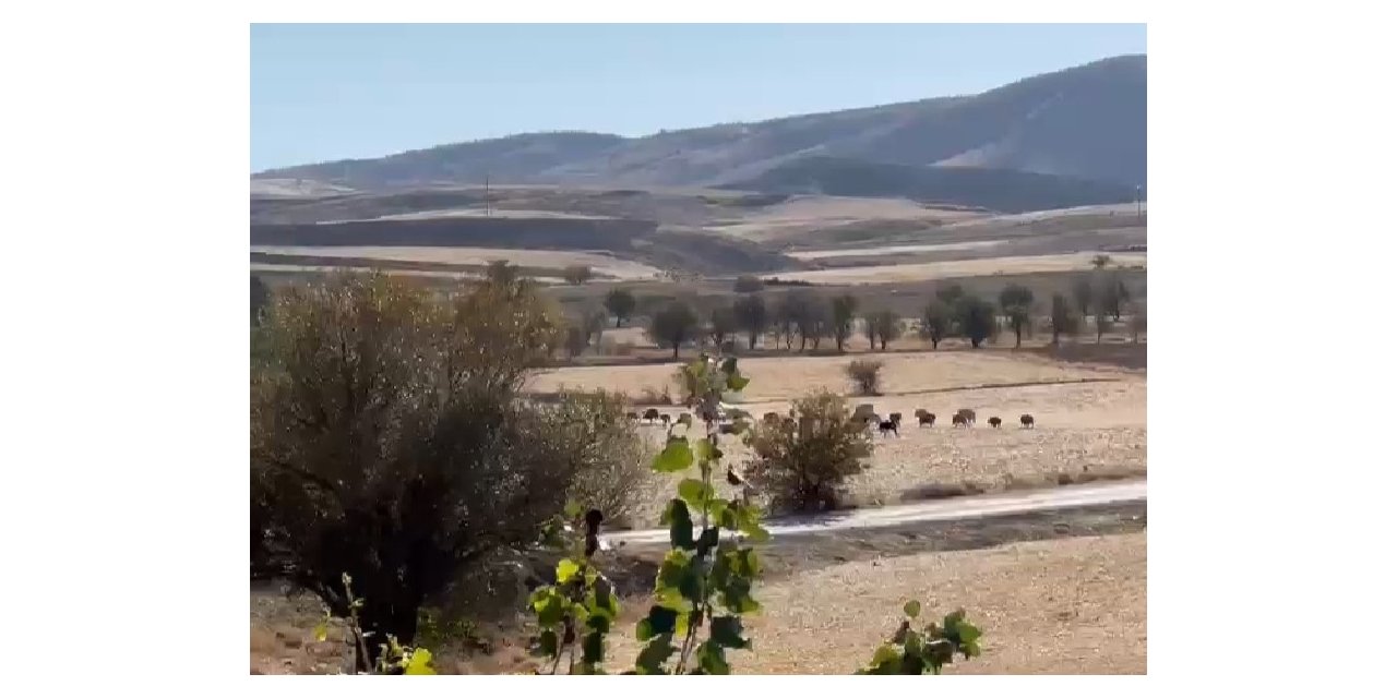 Domuz sürüsü şehir merkezine indi