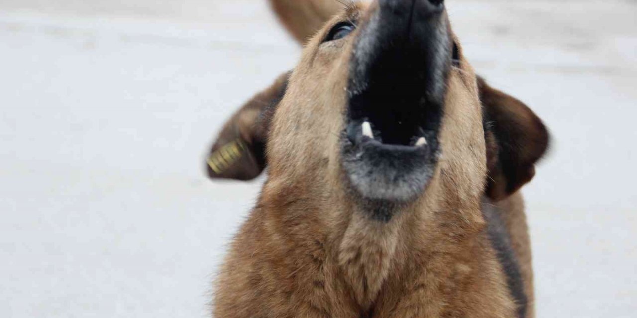 Kuduz hastalığı farklı hayvanlarda da görülebilir
