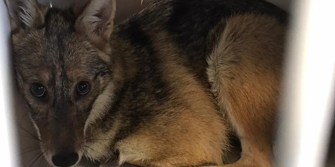 Kaza geçiren çakal ameliyat edildi