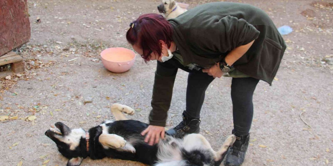 Öğretim Görevlisi Altınbaş, kendi imkanlarıyla kampüsteki köpeklere bakıyor