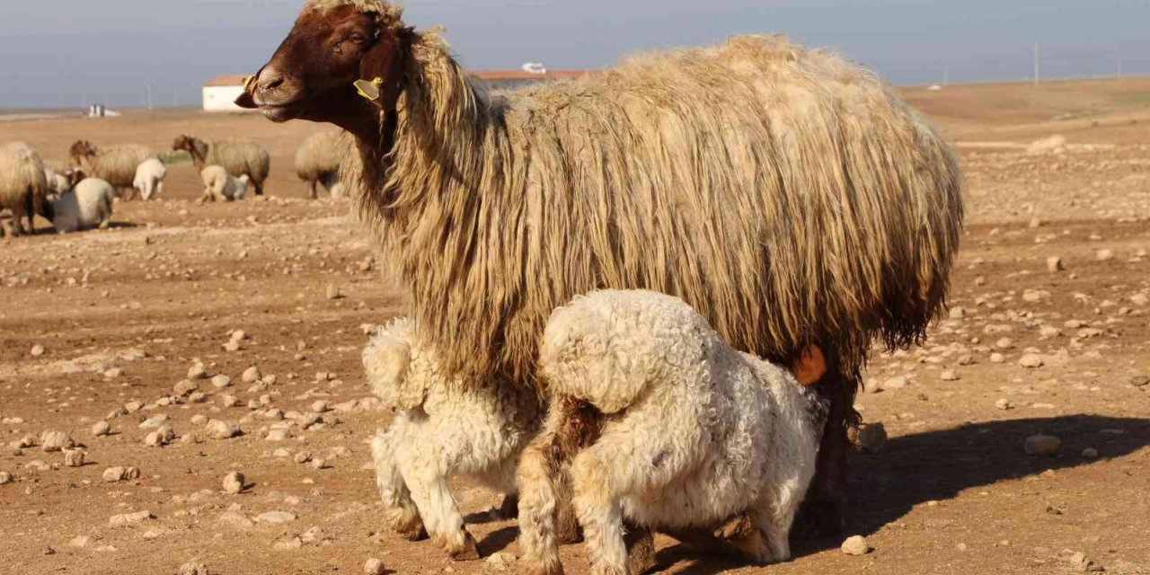 Denizli’de ’İvesi koyun’ projesi hayata geçirildi