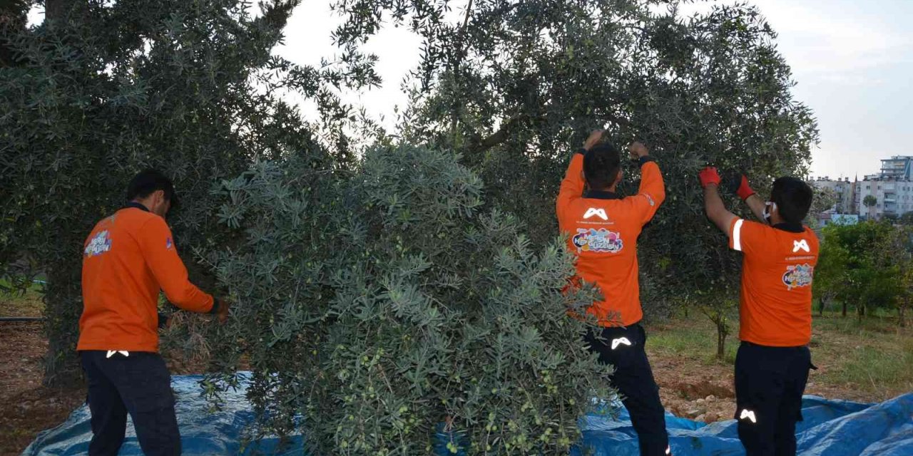 Vatandaşın zeytini sofrasına geliyor