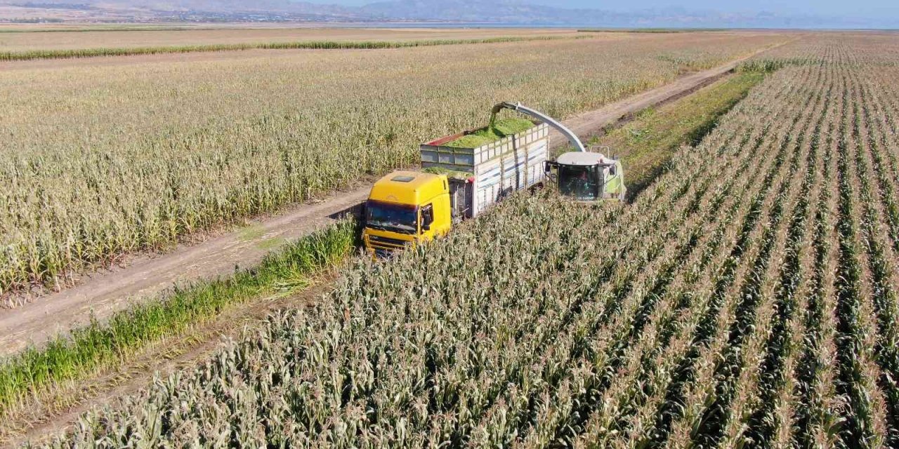 Elazığ’da silajlık mısır hasadı başladı