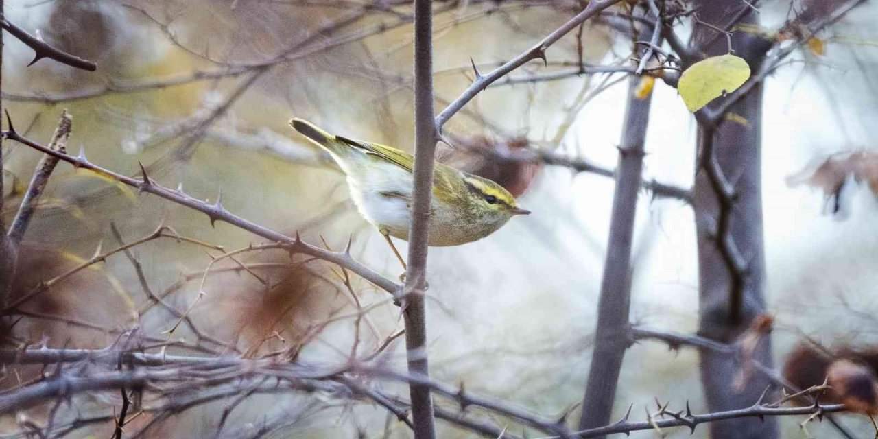 Türkiye’de 8, Bursa’da ilk kez görüldü