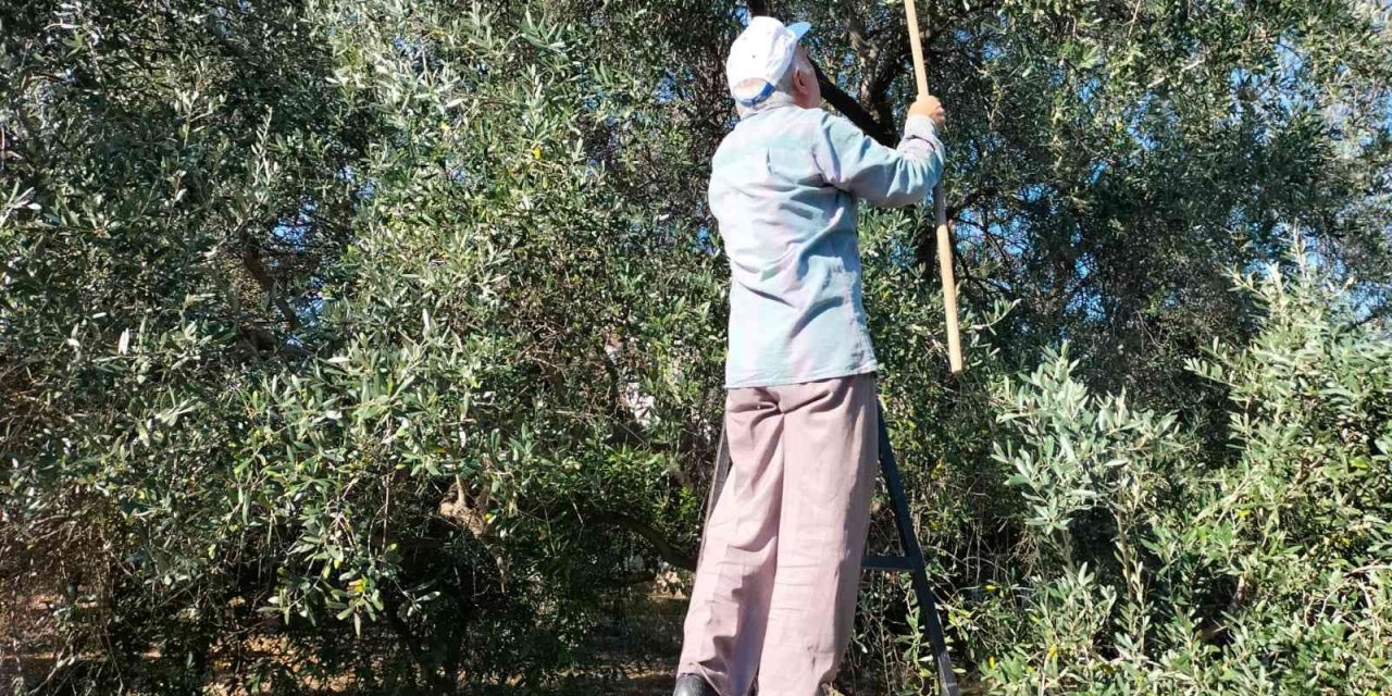 Köyceğiz’de yağış sonrası zeytin hasadı hızlandı